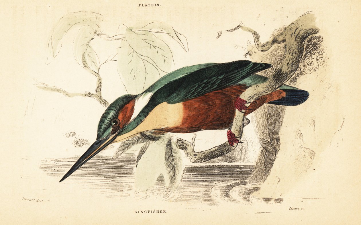 Common kingfisher, Alcedo atthis. 1889 by Unbekannter Künstler