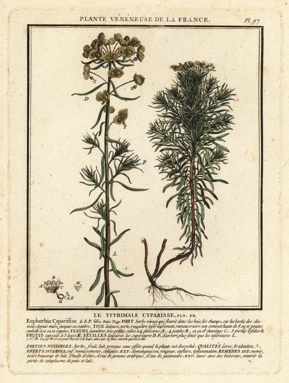 Cypress spurge by Unbekannter Künstler