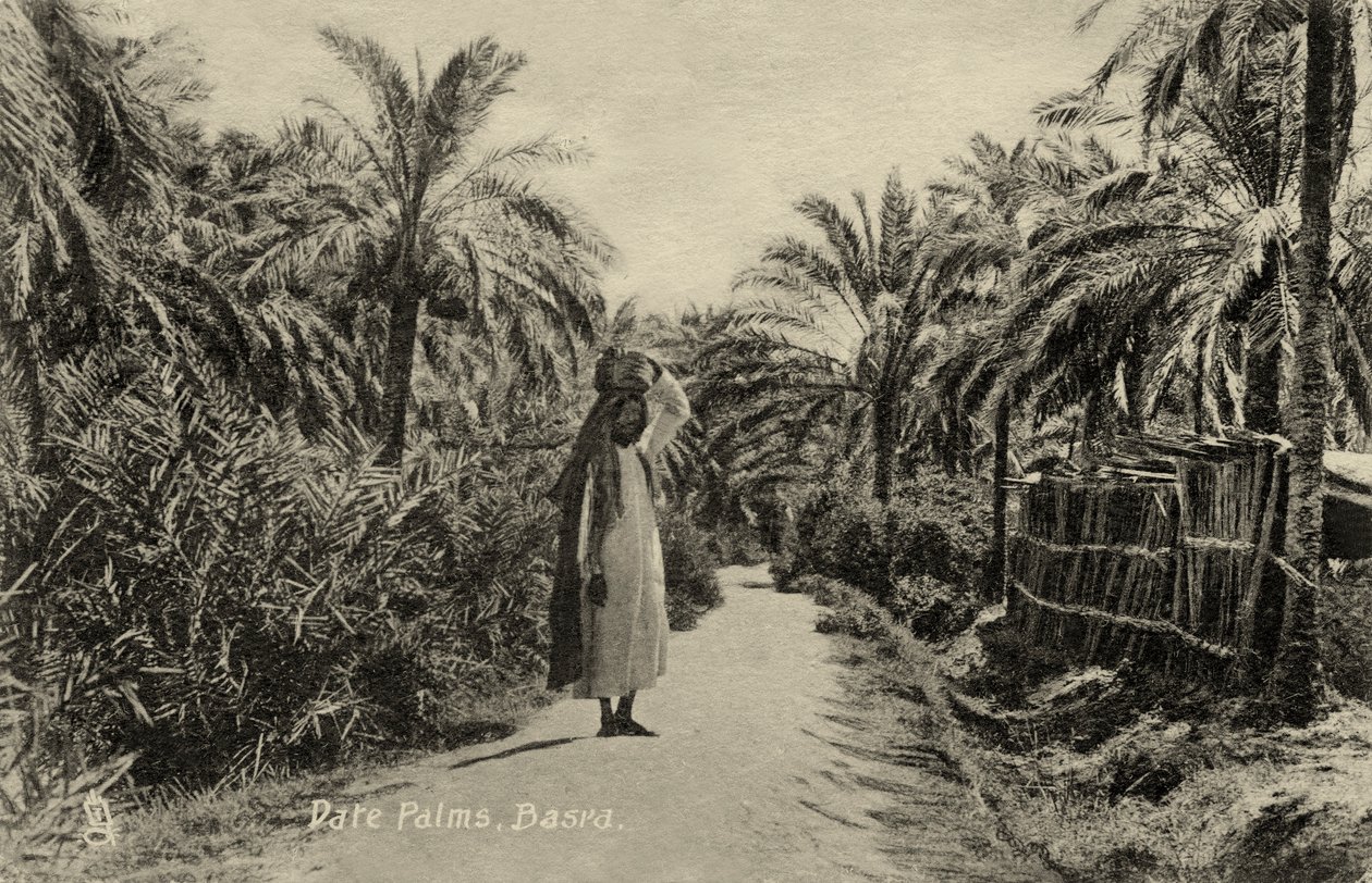 Date Palms, Basra by Unbekannter Künstler