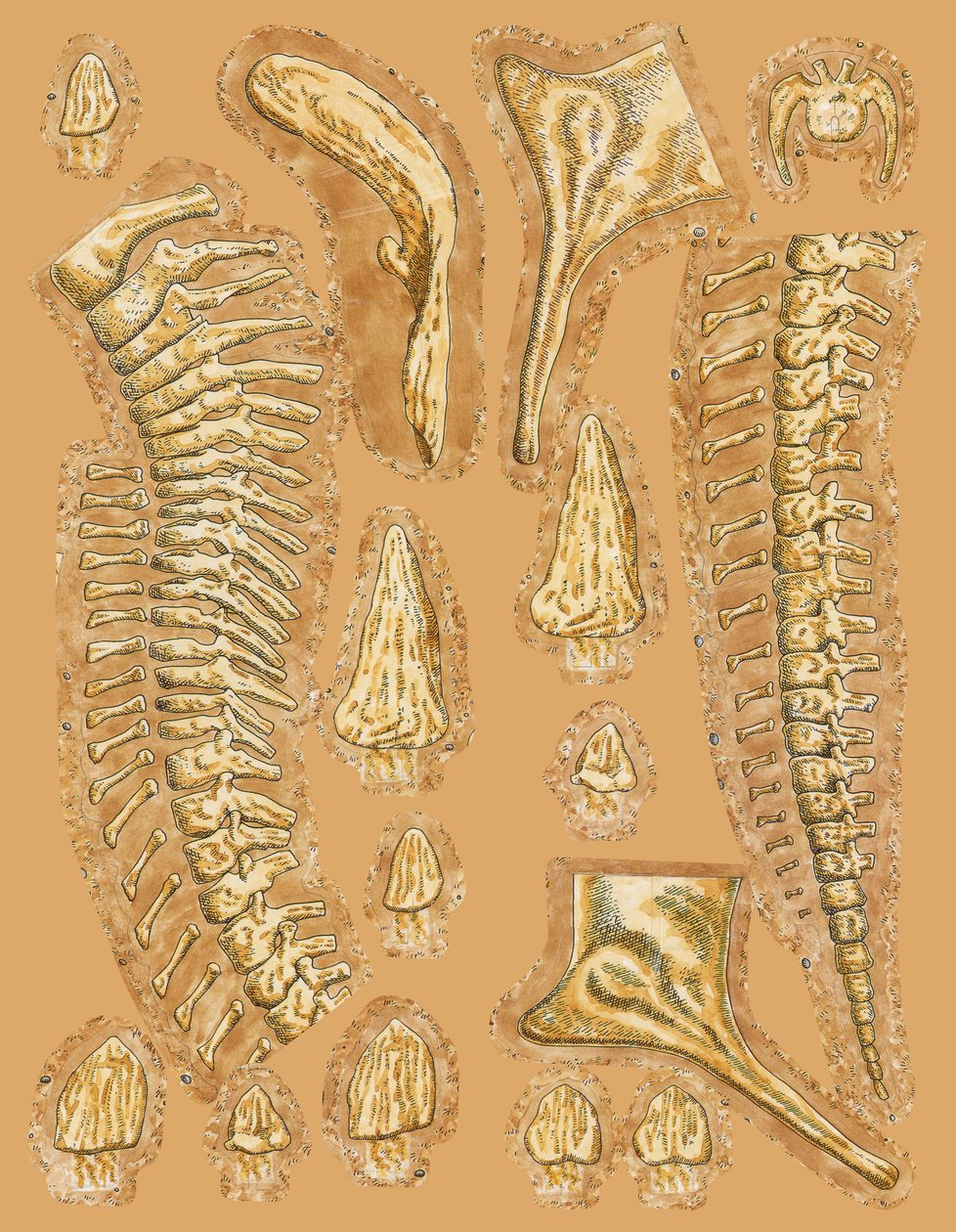 Dinosaur bones on coloured background, close-up by Unbekannt