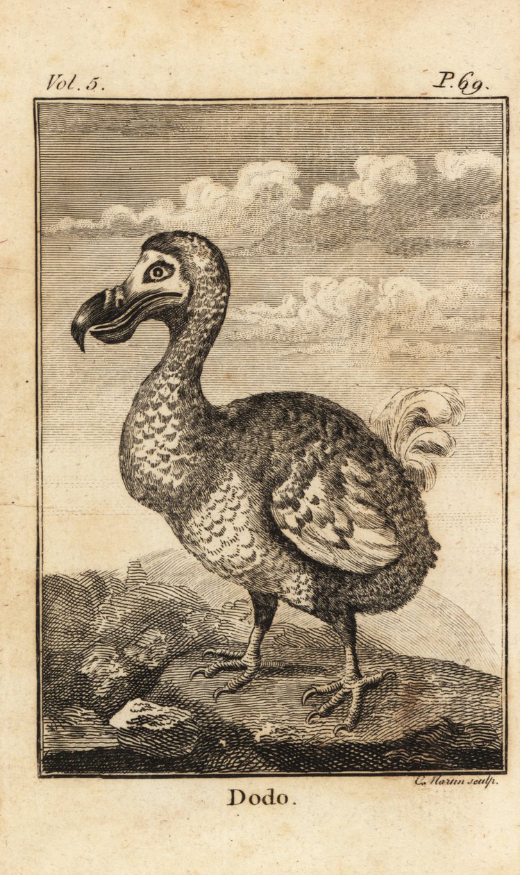 Dodo, Extinct Bird by Unbekannt