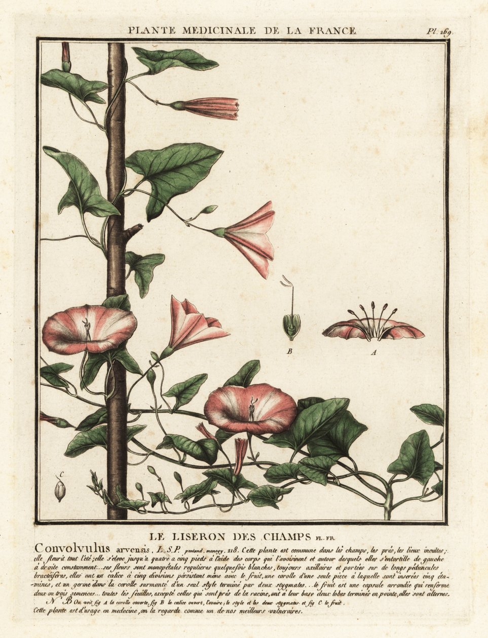 Field bindweed, Convolvulus arvensis by Unbekannter Künstler