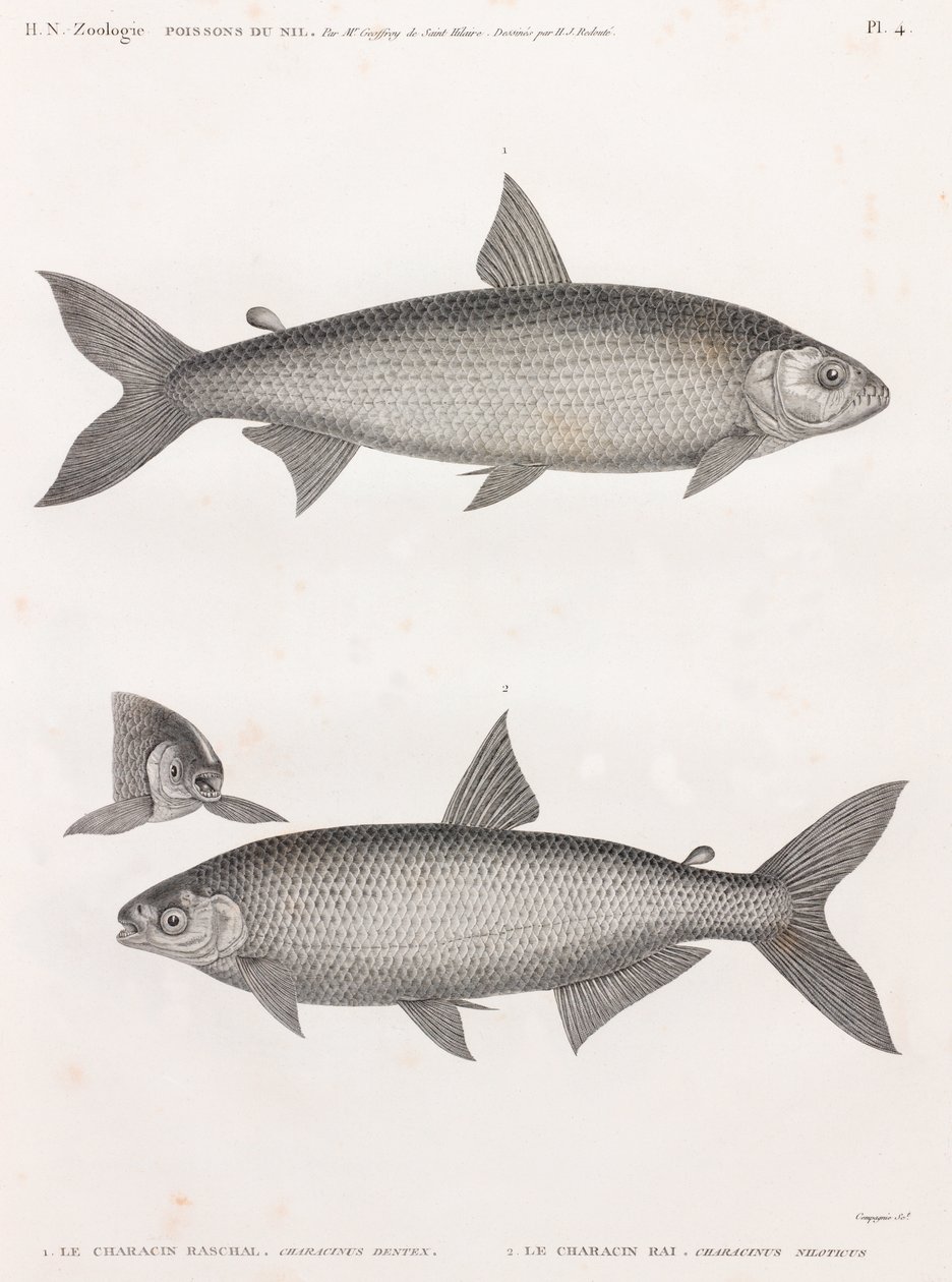 Fish: The Characin by Unbekannt