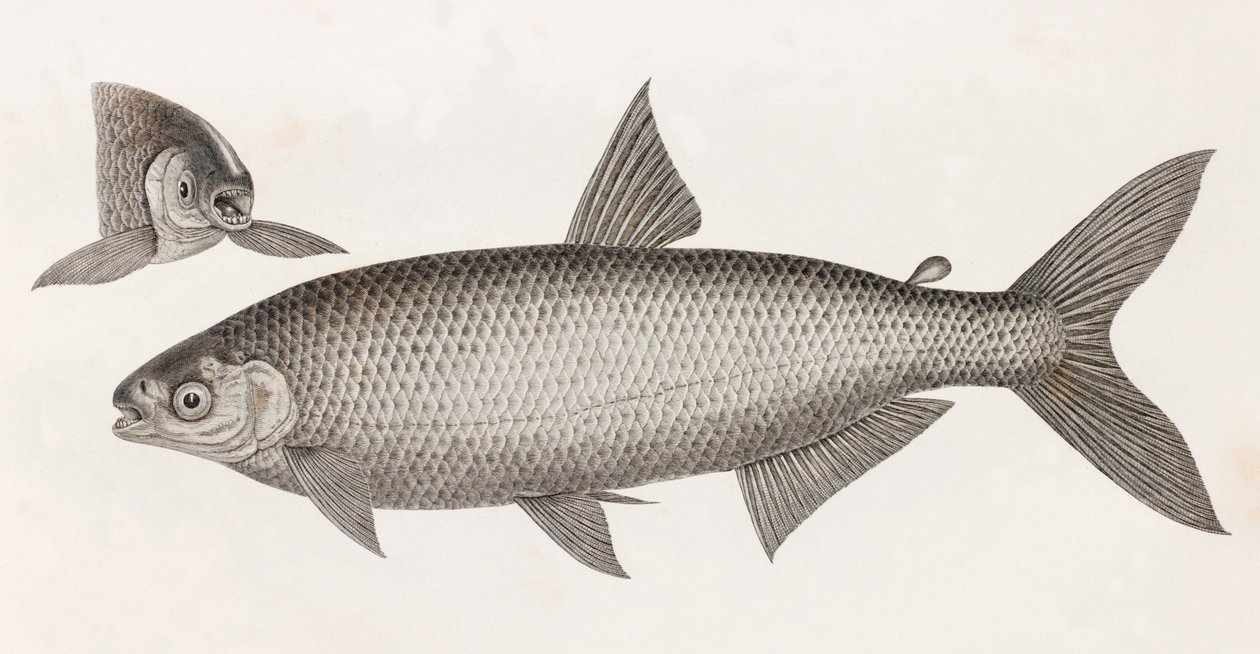 Fish: Le Characin by Unbekannt