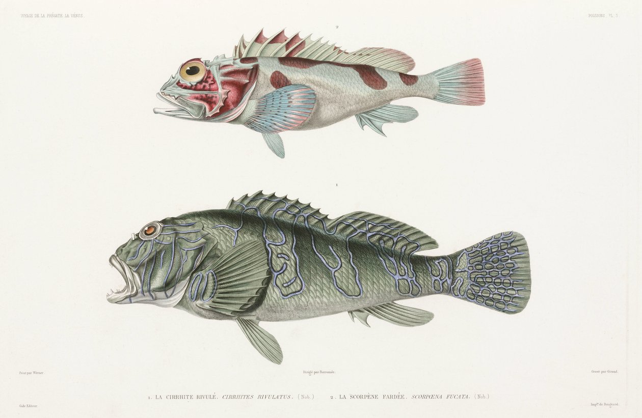 Giant Hawkfish and Scorpionfish by Unbekannter Künstler