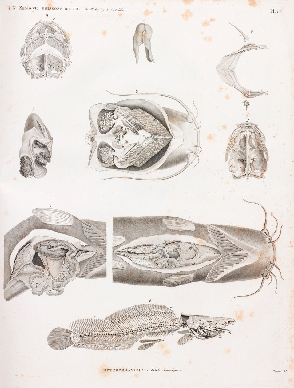 Heterobranches, Anatomic Details by Unbekannt
