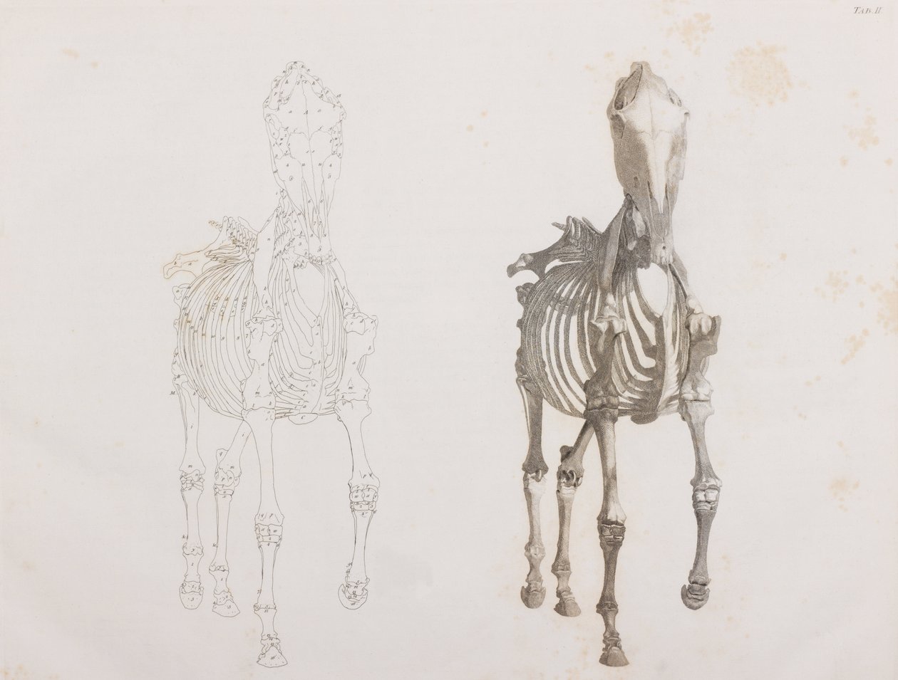 Horse Skeleton, front view by Unbekannt