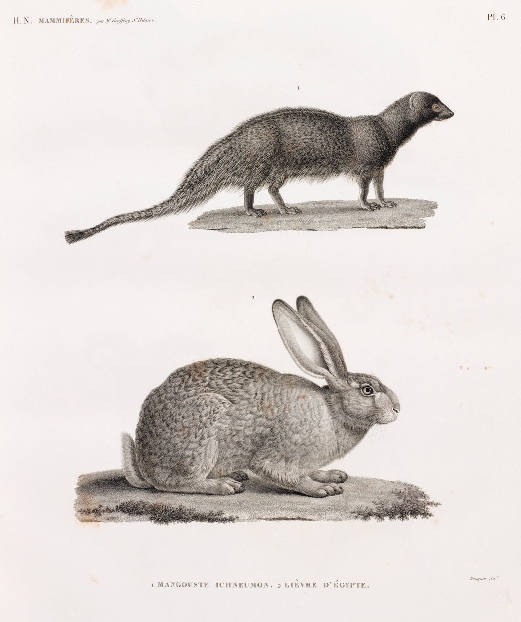 Ichneumon Mongoose and Hare from Egypt by Unbekannt