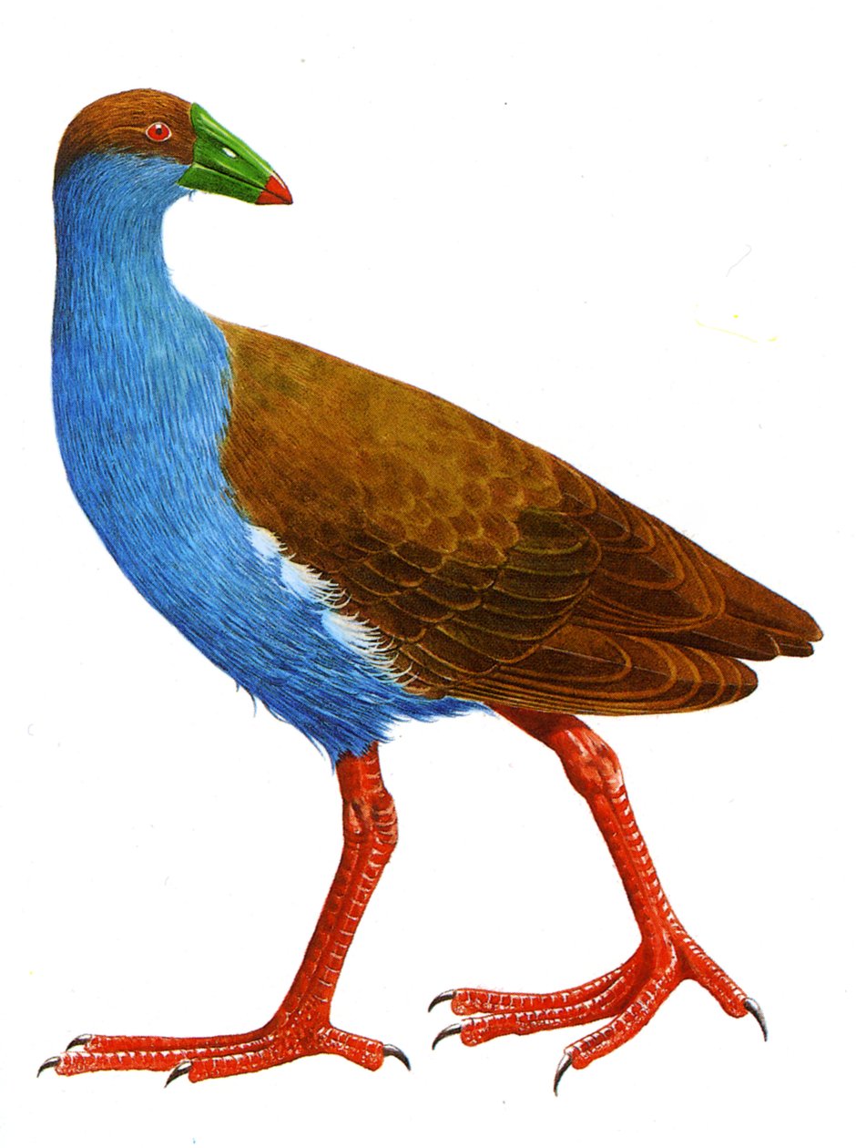 Illustration of Trybonyx roberti by Unbekannt