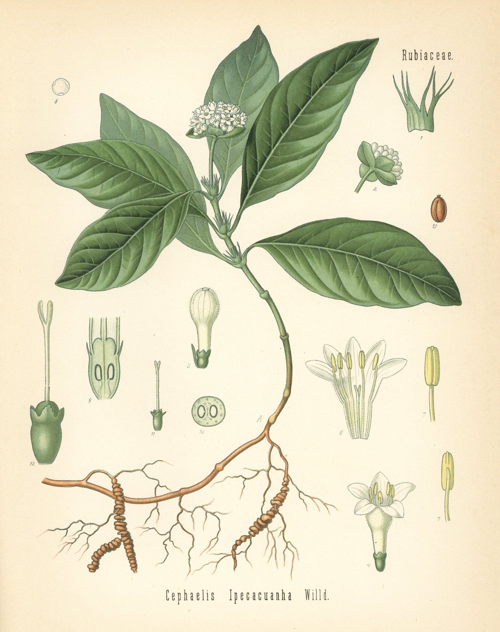 Ipecacuanha, Carapichea ipecacuanha (Cephaelis ipecacuanha). Chromolithograph after a botanical illustration from Hermann Adolph Koehler
