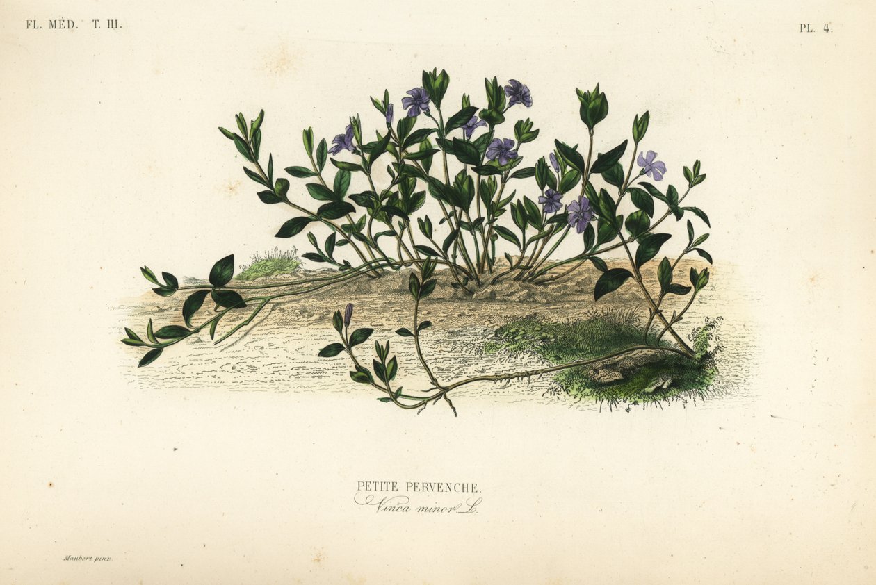 Lesser periwinkle, Vinca minor by Unbekannt