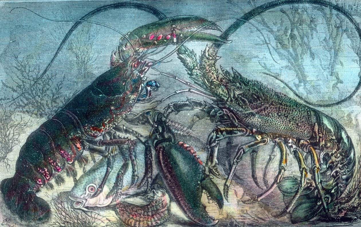 Lobster and Crayfish by Unbekannter Künstler