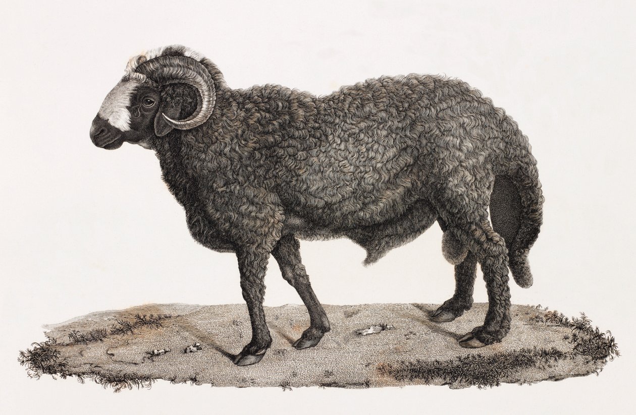 Mammals: A Ram with a Large Tail by Unbekannt