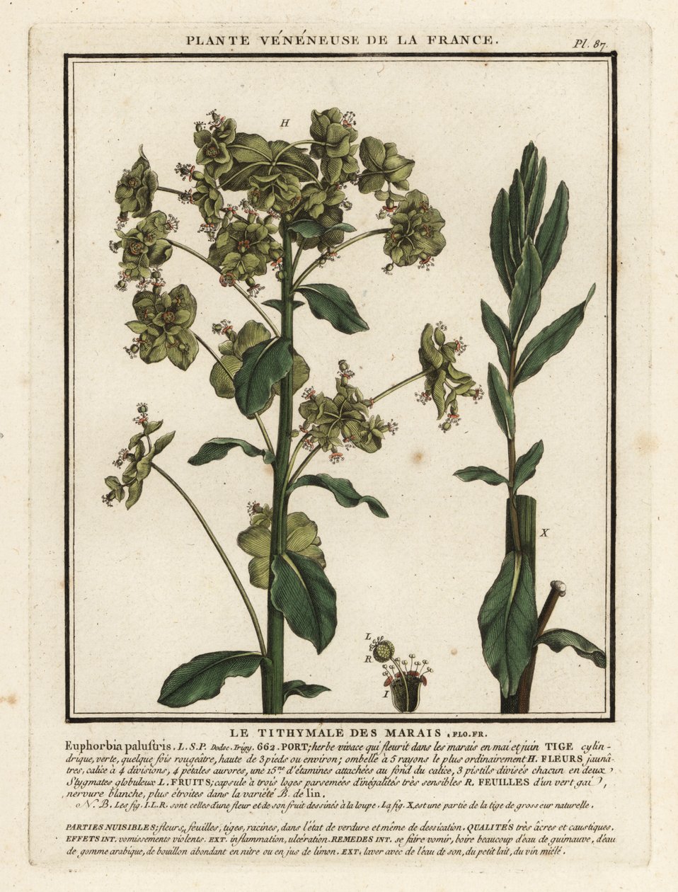 Marsh spurge by Unbekannter Künstler