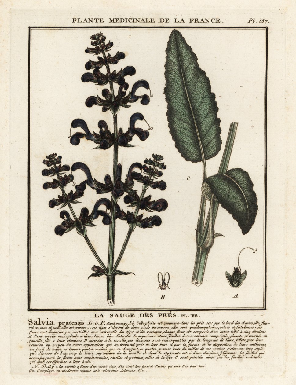 Meadow clary, Salvia pratensis by Unbekannter Künstler