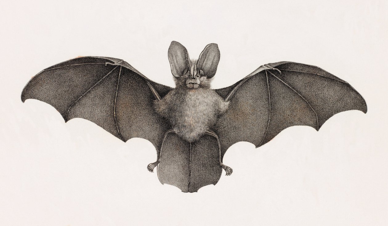 Nycetere of Thebaide, Bats in Egypt by Unbekannt