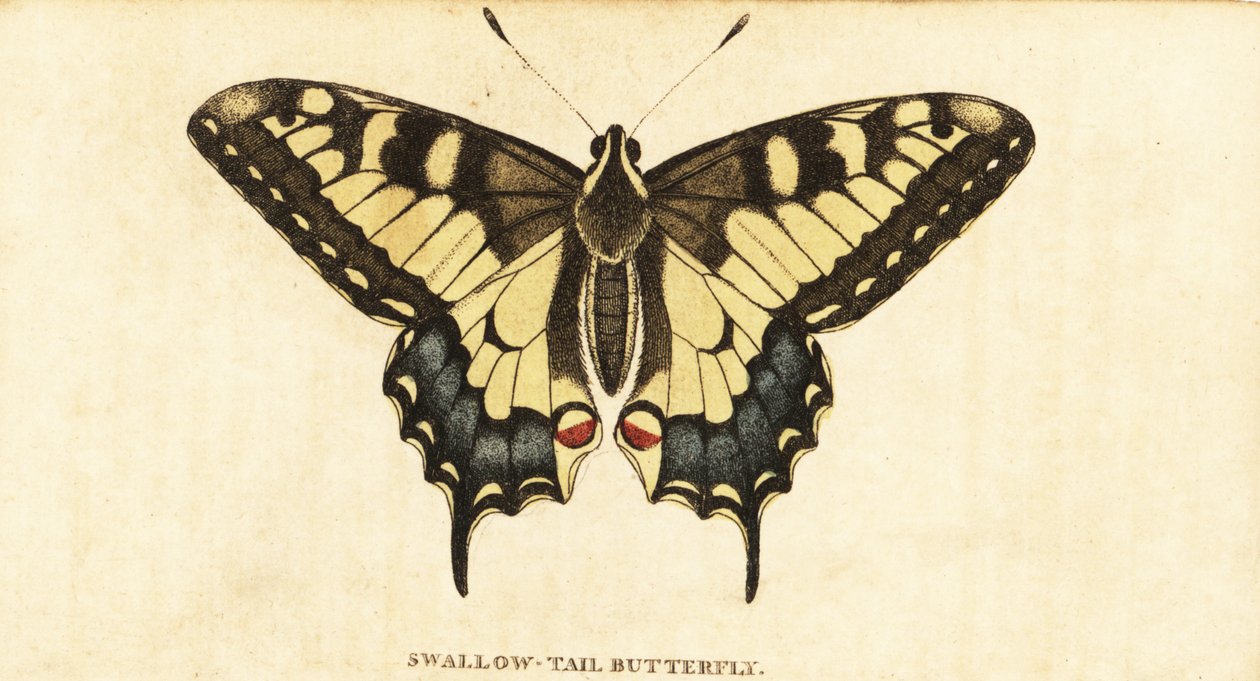 Old World Swallowtail, Papilio Machaon (1800) by Unbekannter Künstler
