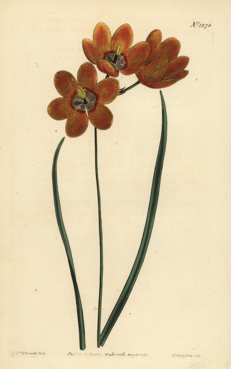 Orange coloured monadelphous ixia by Unbekannt