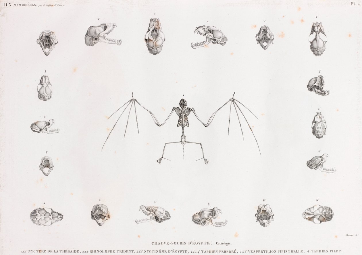 Osteology of Bats in Egypt by Unbekannt