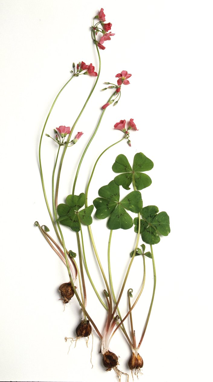 Oxalis tetraphylla, Oxalide of Deppe by Unbekannt