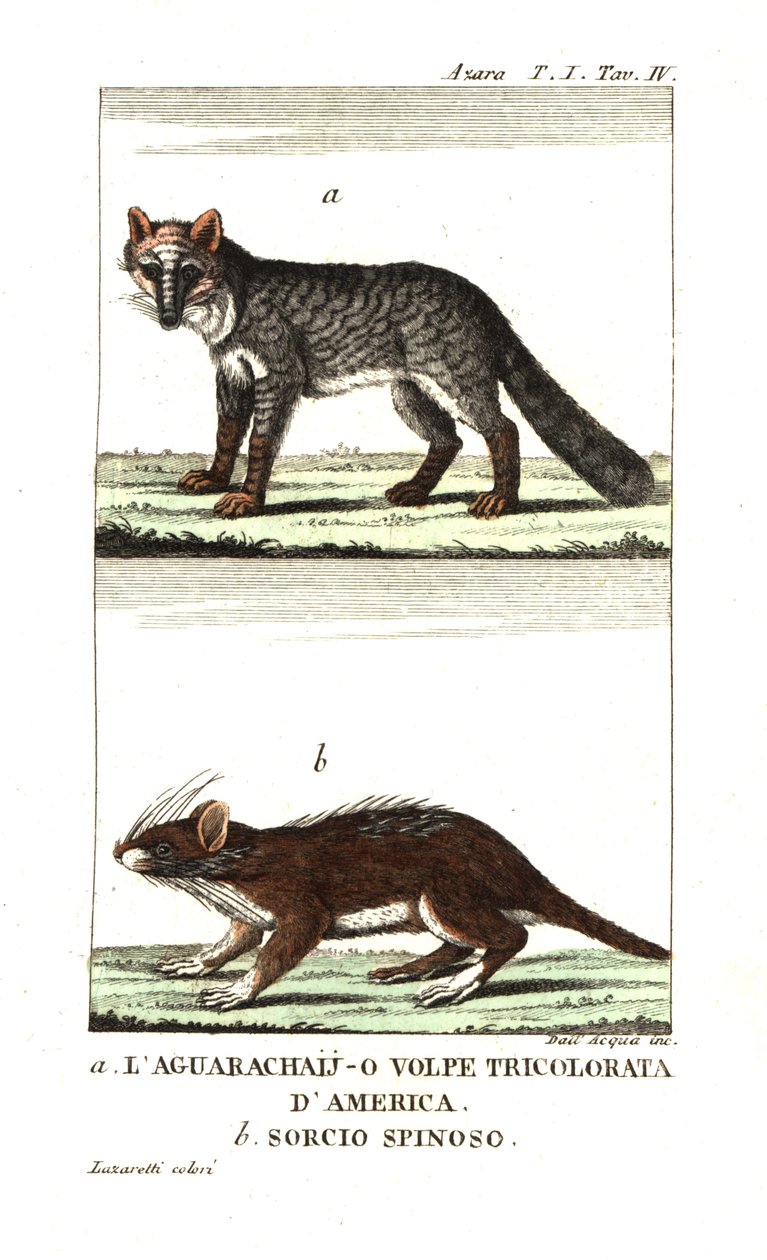 Pampas Fox or Aguarachay by Unbekannter Künstler