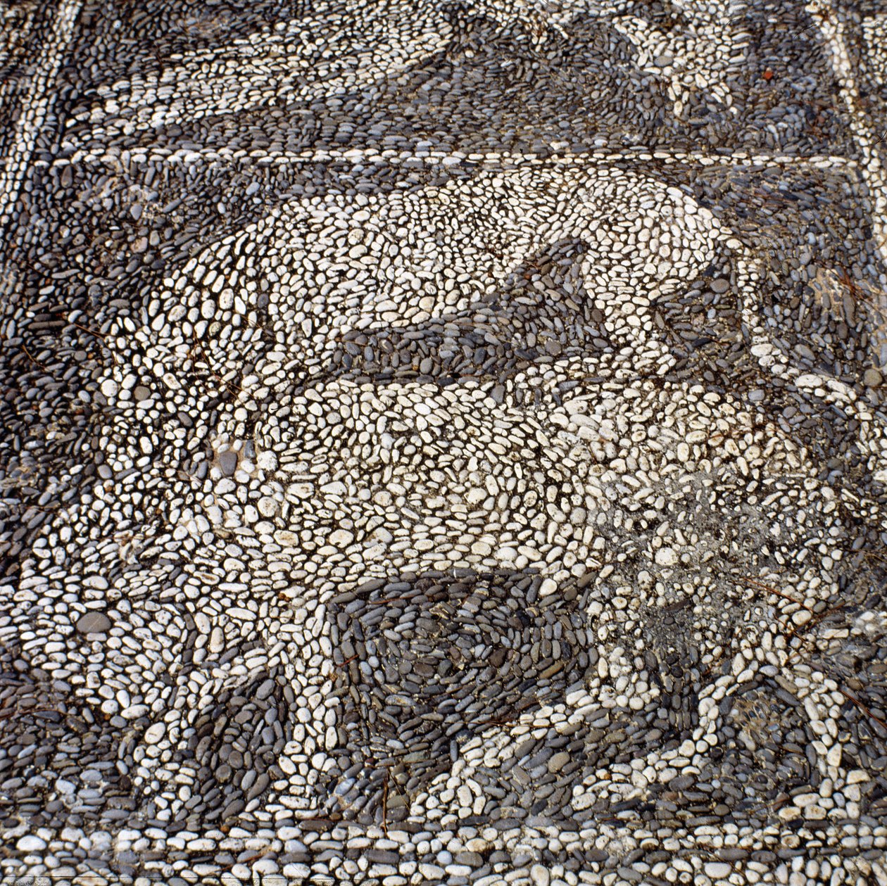 Panther attacking a bull by Unbekannt