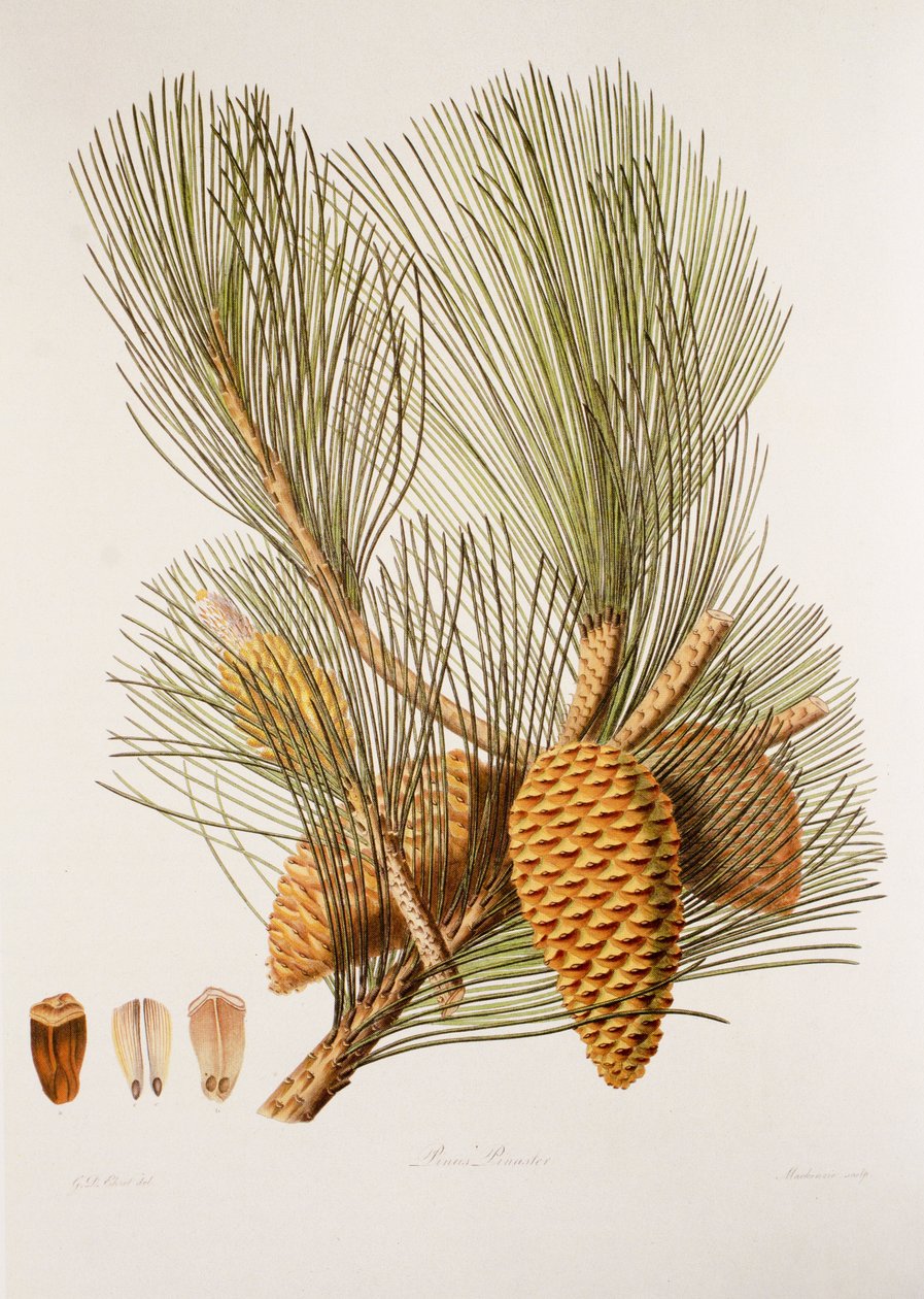 Sea Pine by Unbekannt