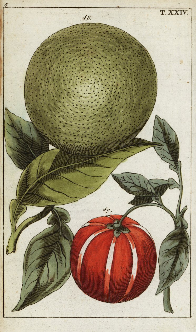 Pomelo or pummelo, Citrus maxima by Unbekannter Künstler