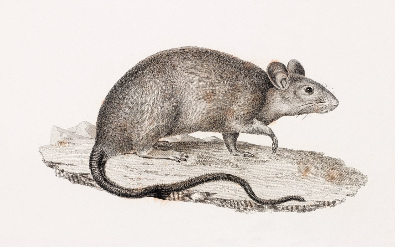 Rat from Alexandria by Unbekannt