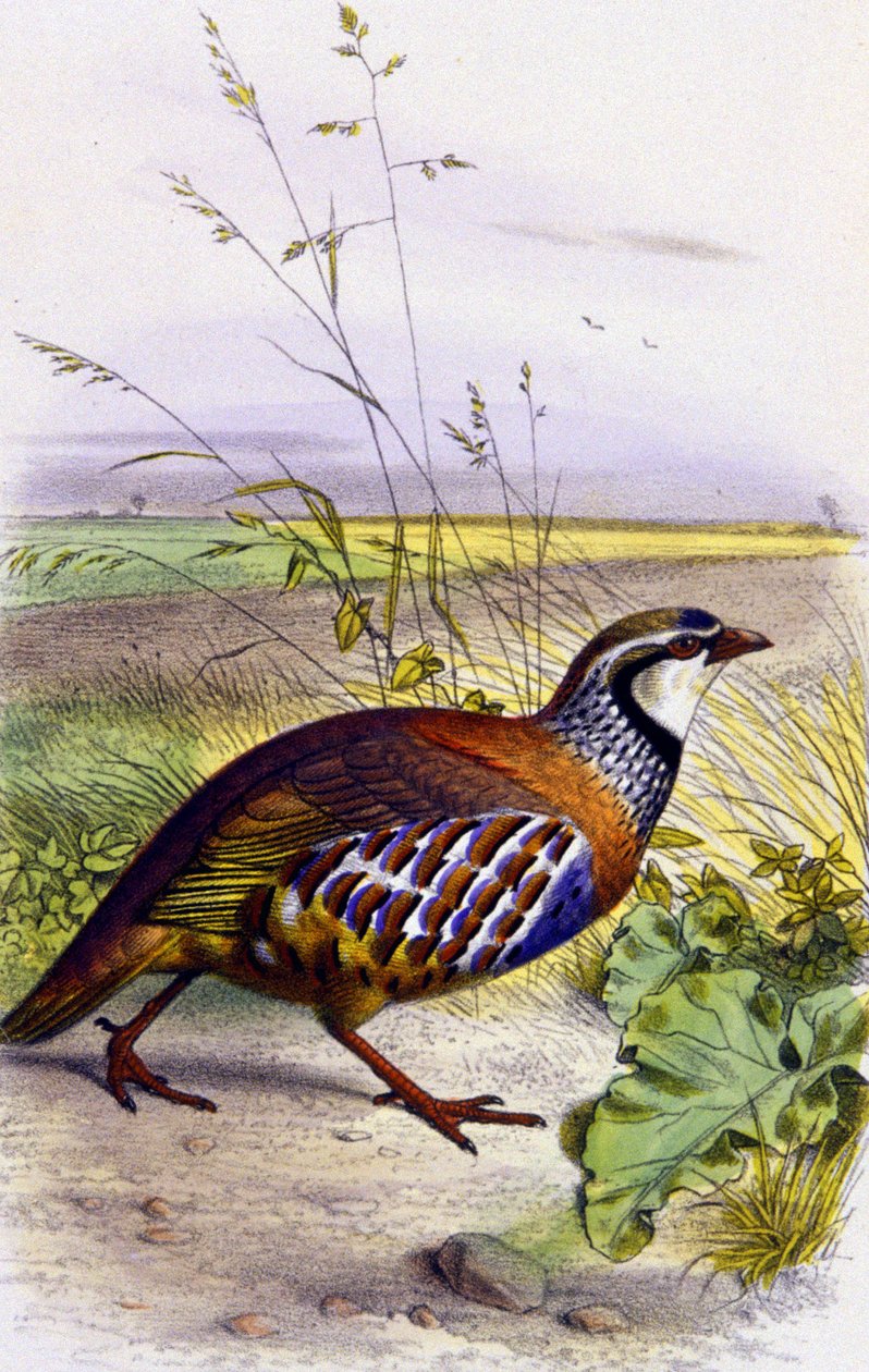 Red partridge by Unbekannter Künstler