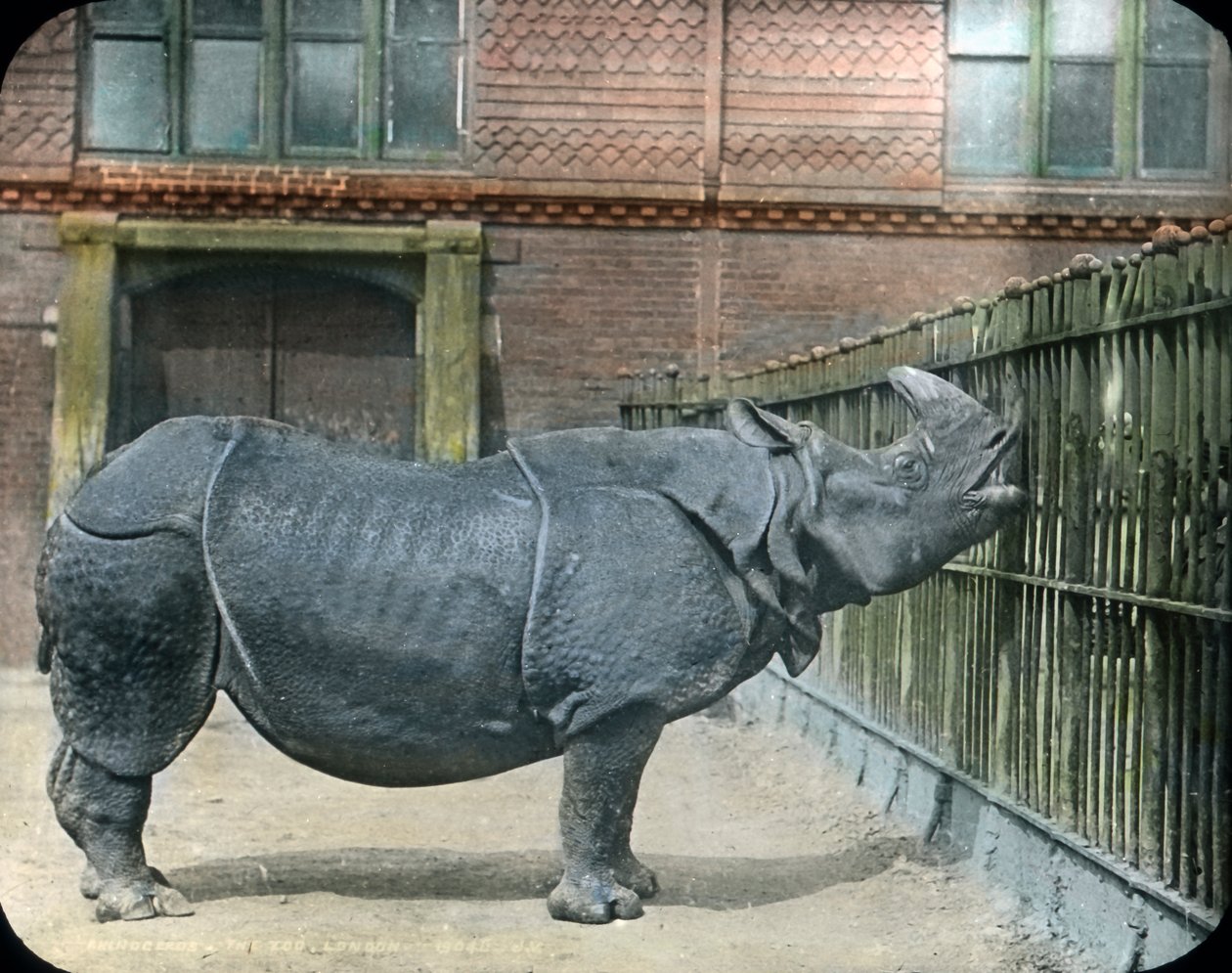 Rhinoceros by Unbekannter Künstler