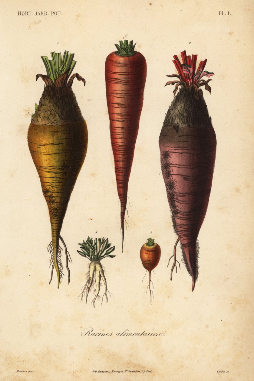 Root vegetables by Unbekannt
