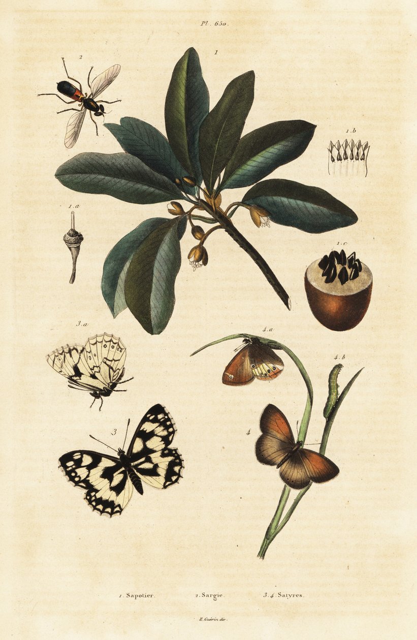 Sapodilla and Moths by Unbekannter Künstler