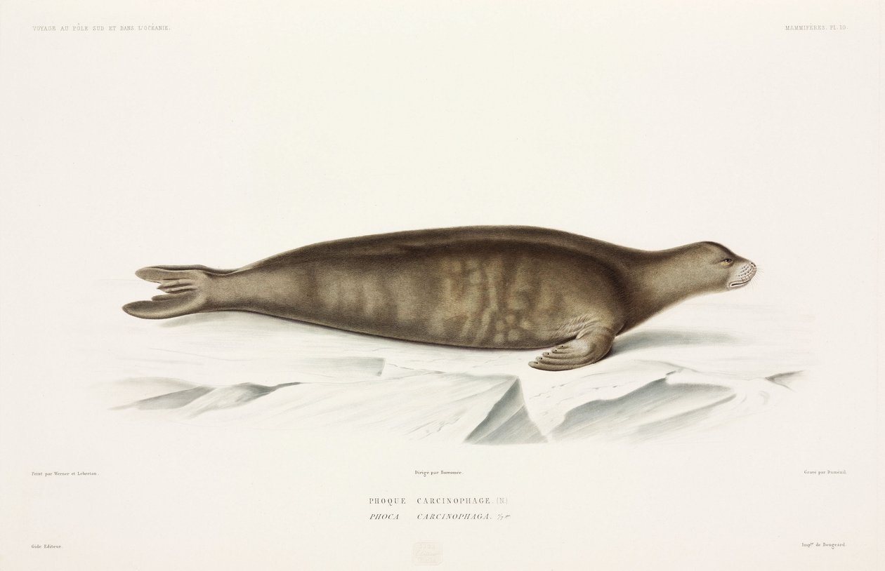 Seal by Unbekannter Künstler