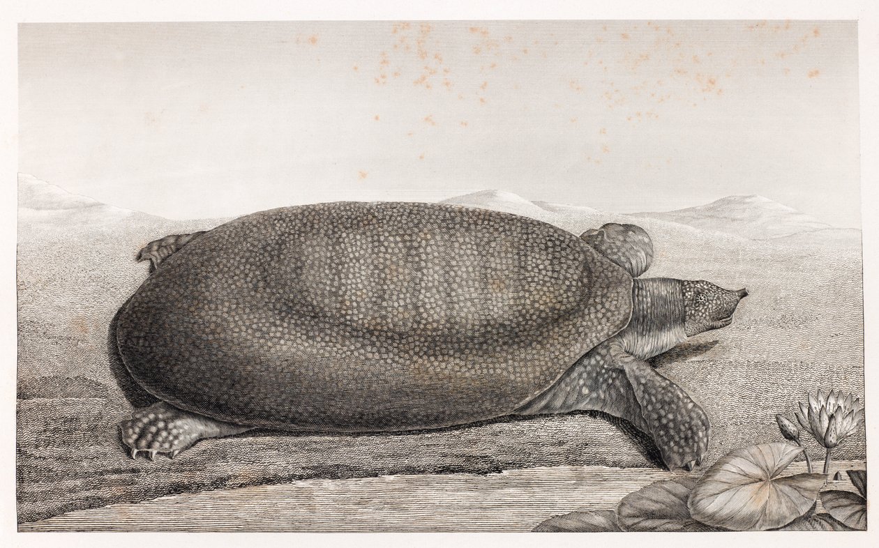 Side View of a Turtle by Unbekannt
