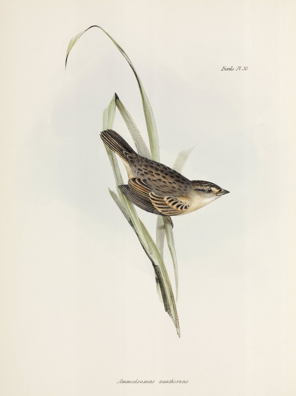 Sparrow or finch, c 1832-1836 by Unbekannter Künstler