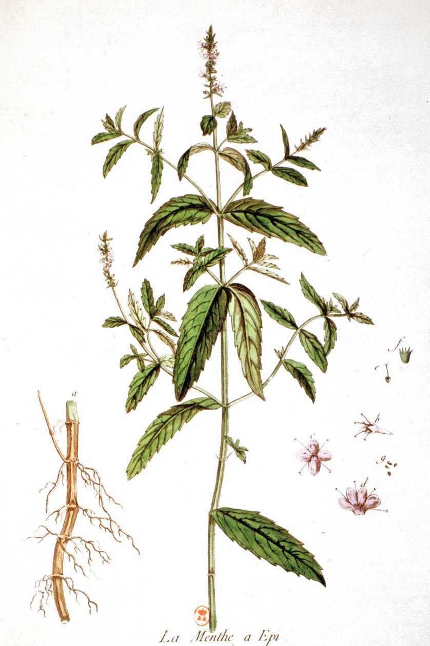 Spearmint by Unbekannter Künstler