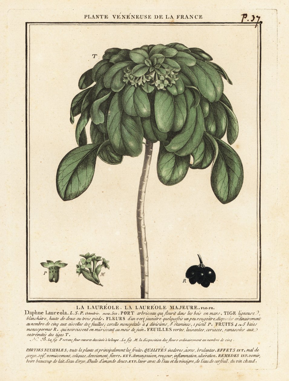 Spurge laurel, Daphne laureola by Unbekannter Künstler