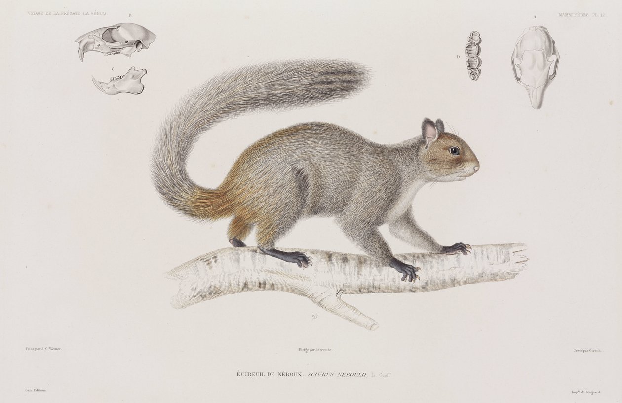 Squirrel by Unbekannt