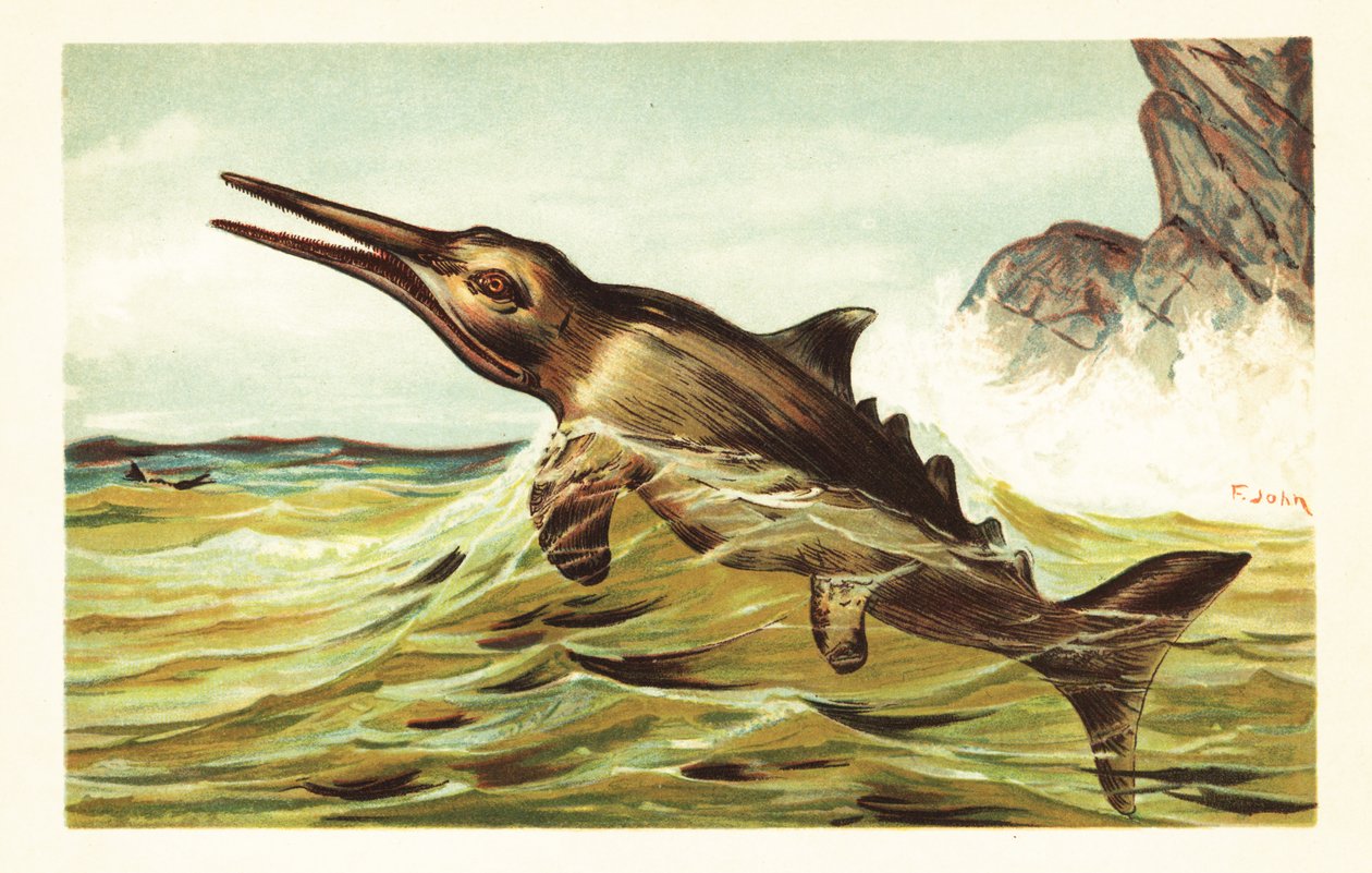 Stenopterygius Quadriscissus by Unbekannter Künstler