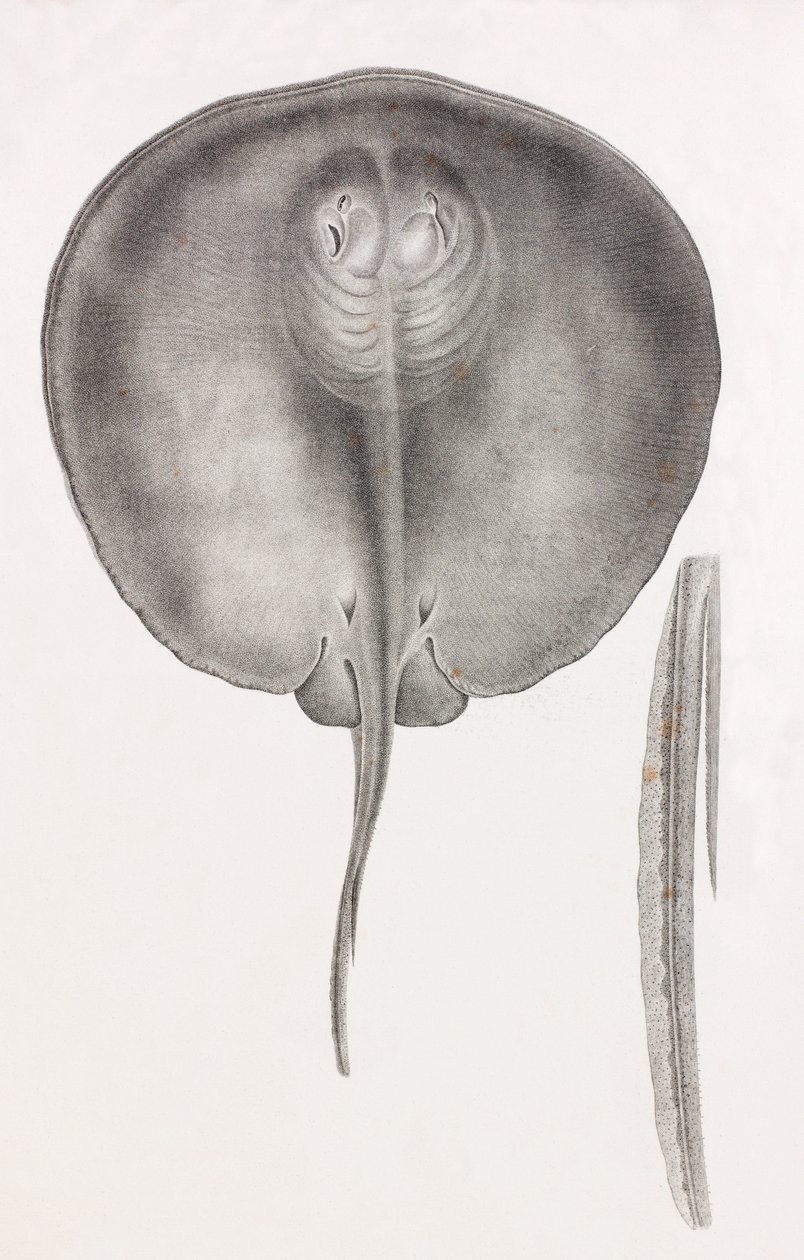 Stingray, Front View Close-up by Unbekannt