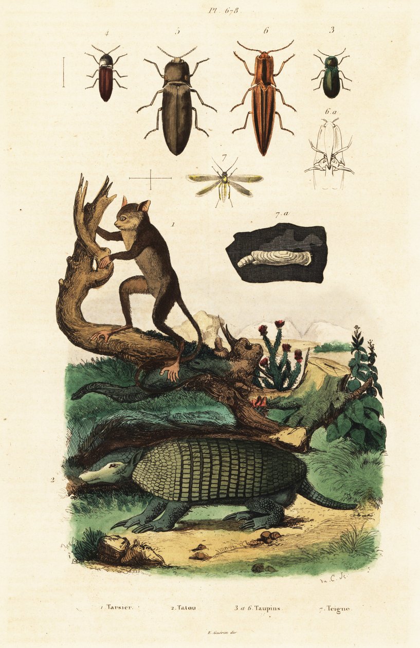 Tarsier, armadillo and beetles by Unbekannter Künstler