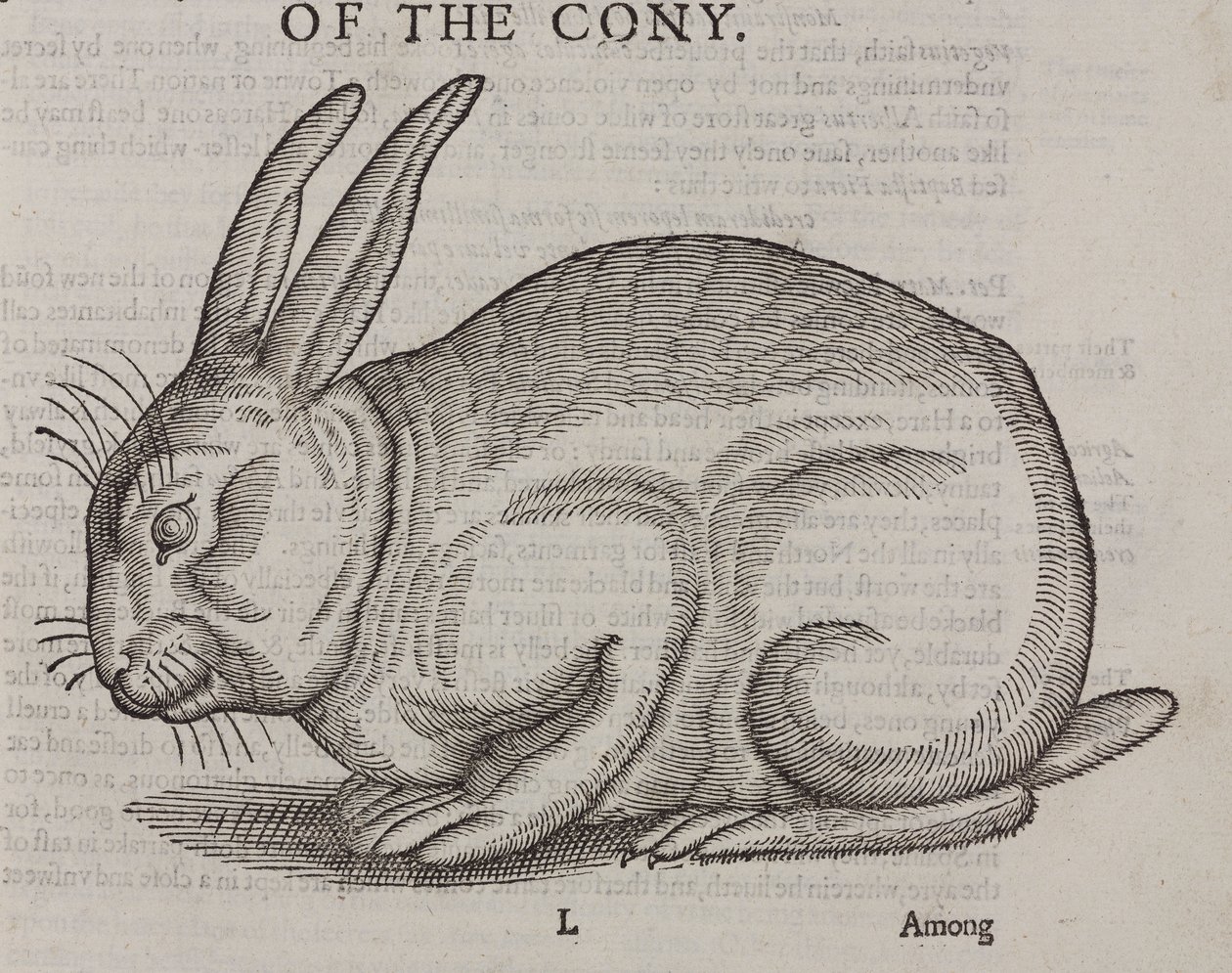 The Cony by Unbekannt