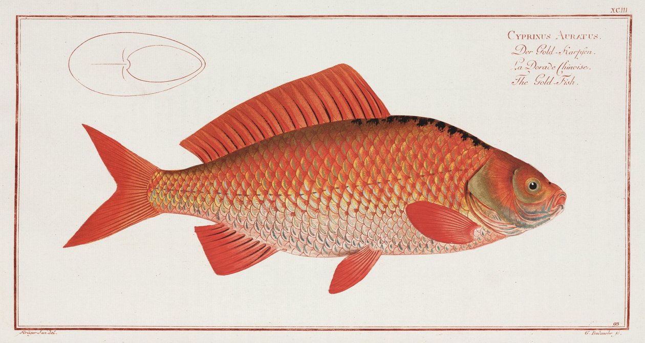 The Gold-Fish by Unbekannter Künstler