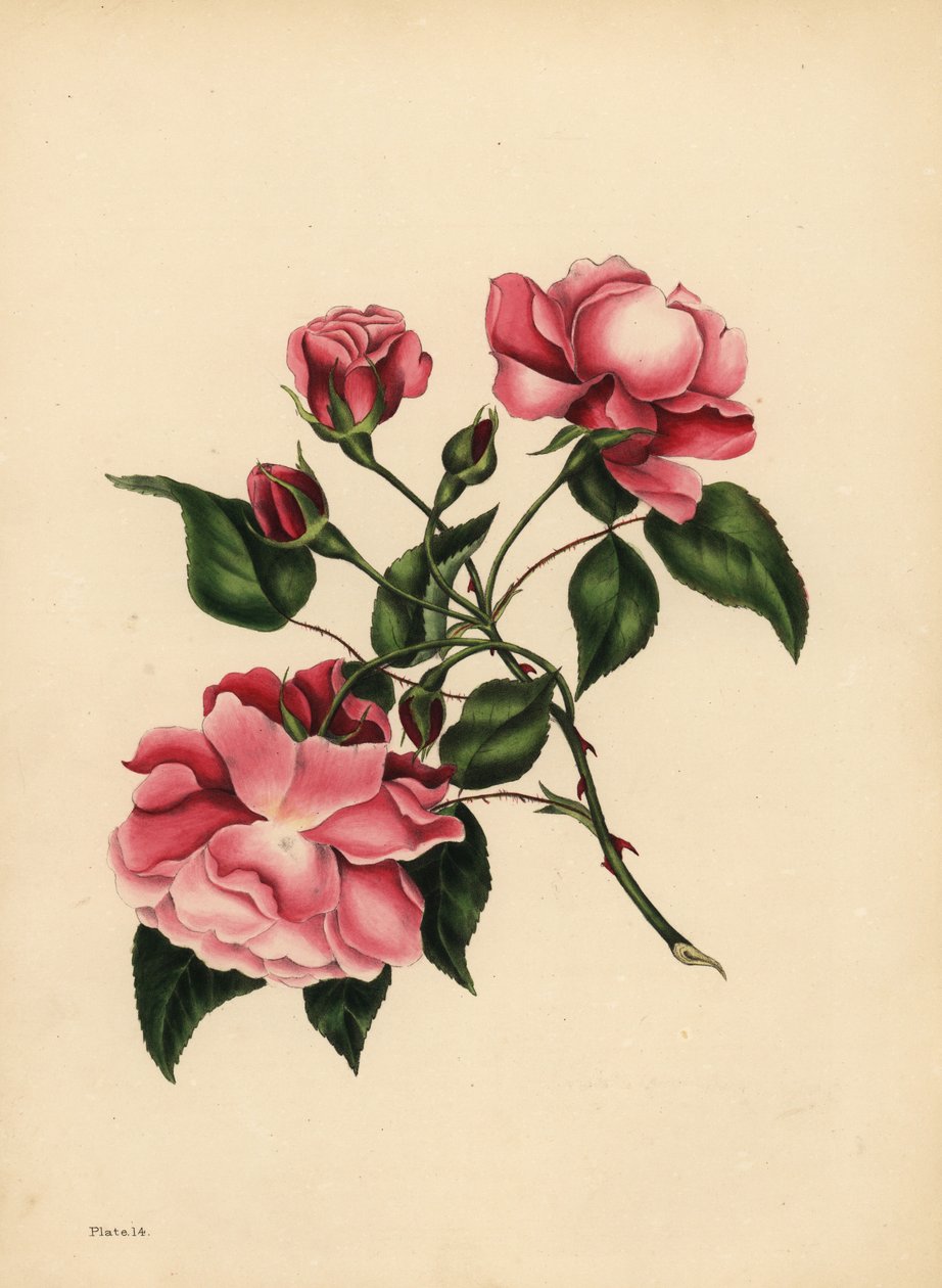 The ever-blowing Rose, Beauty always new by Unbekannt