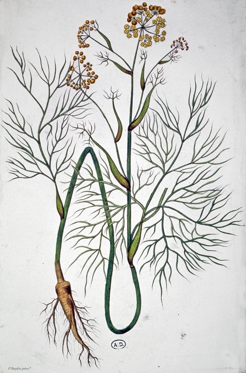 The Fennel, c.1850 by Unbekannter Künstler