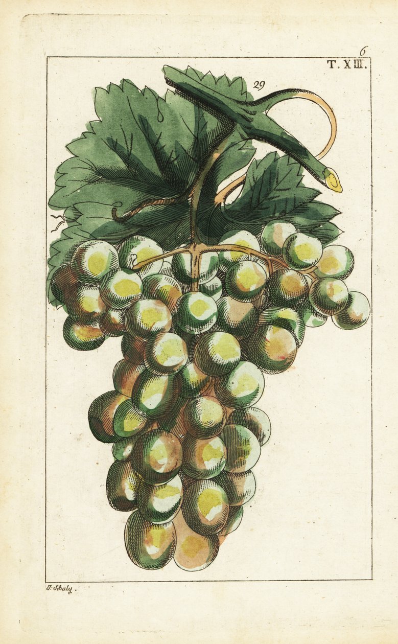 Traminar variety of grapes, Vitis vinifera by Unbekannter Künstler