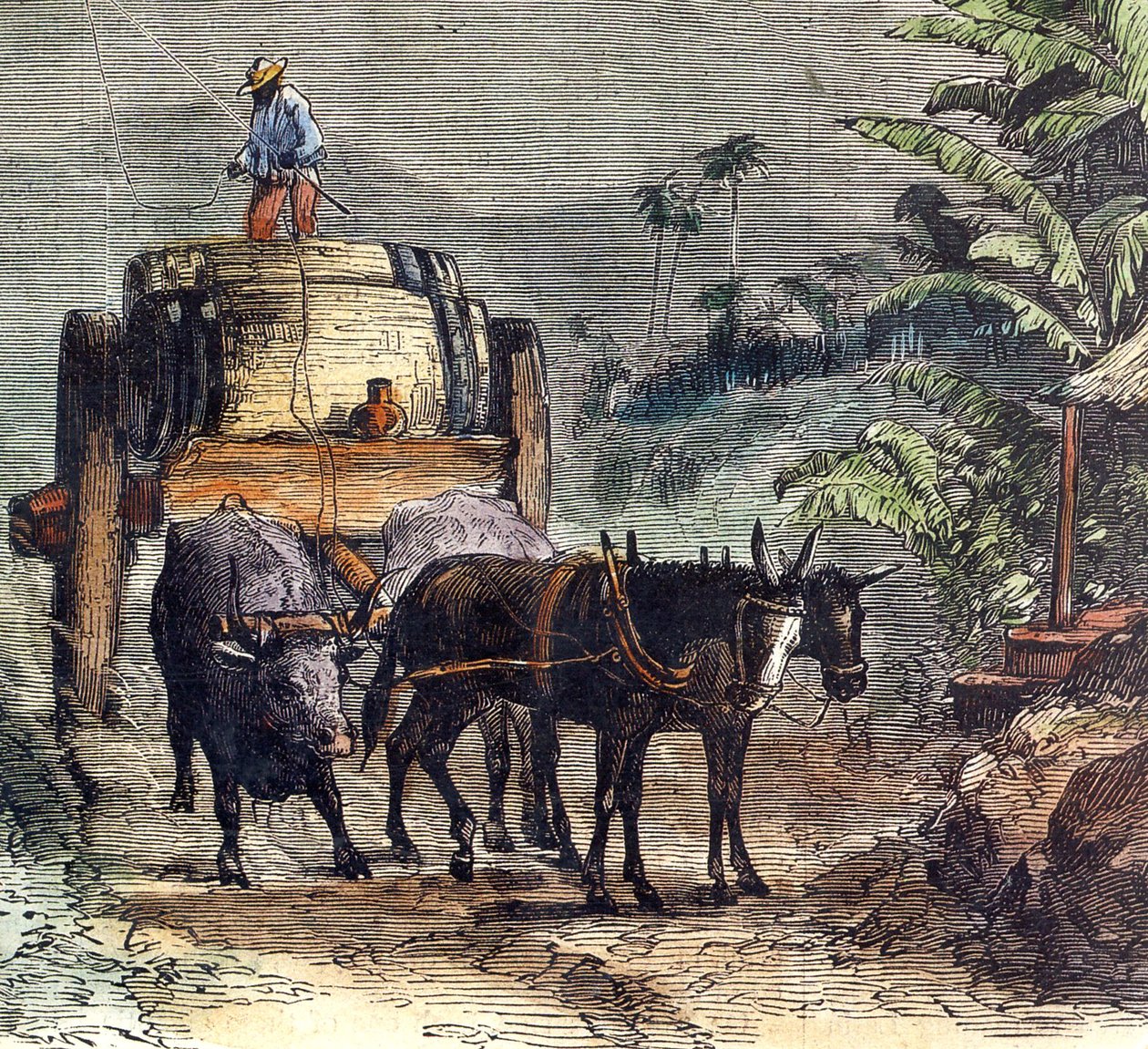 Transport of Rum by Unbekannter Künstler