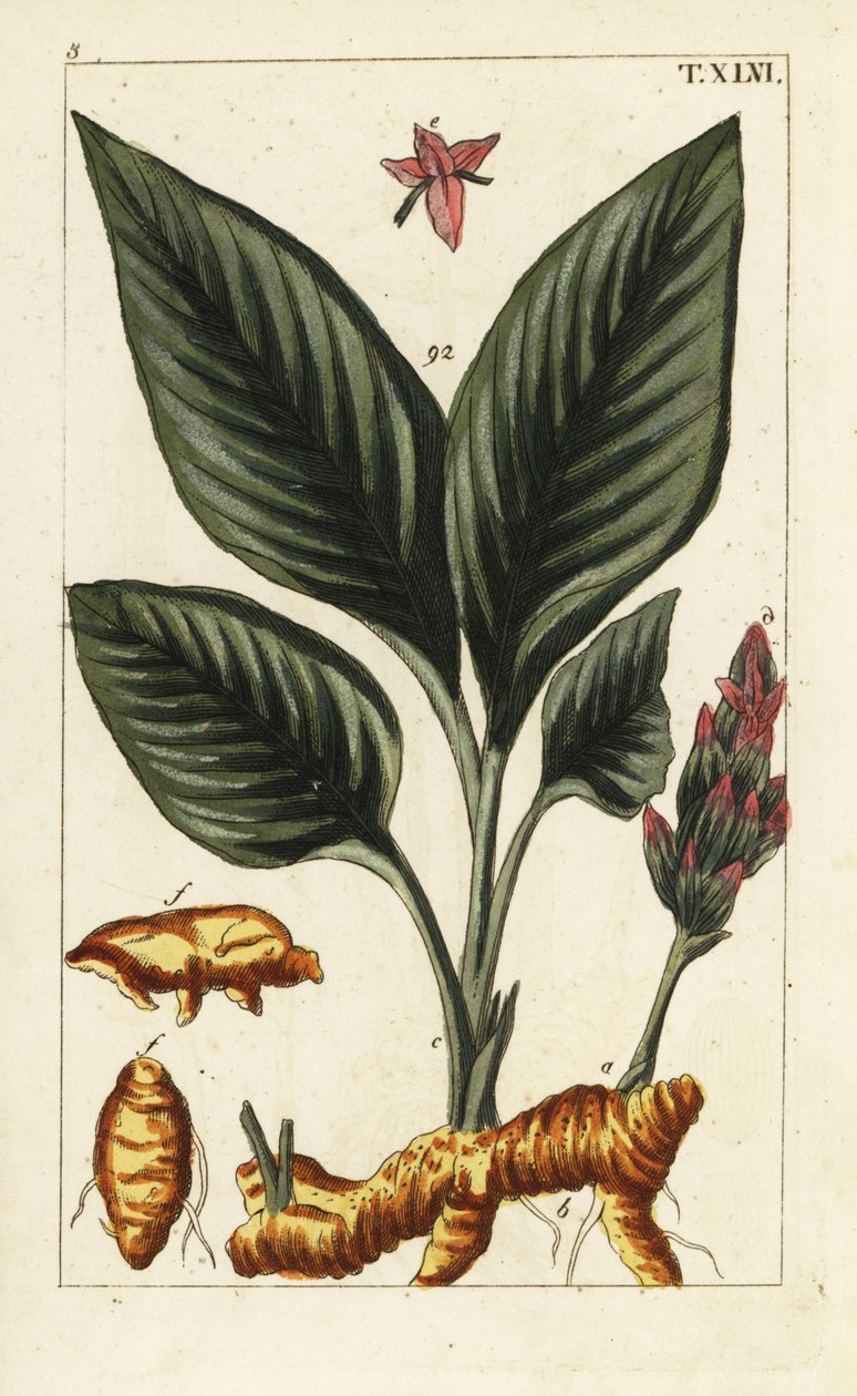 Turmeric, Curcuma longa. by Unbekannter Künstler