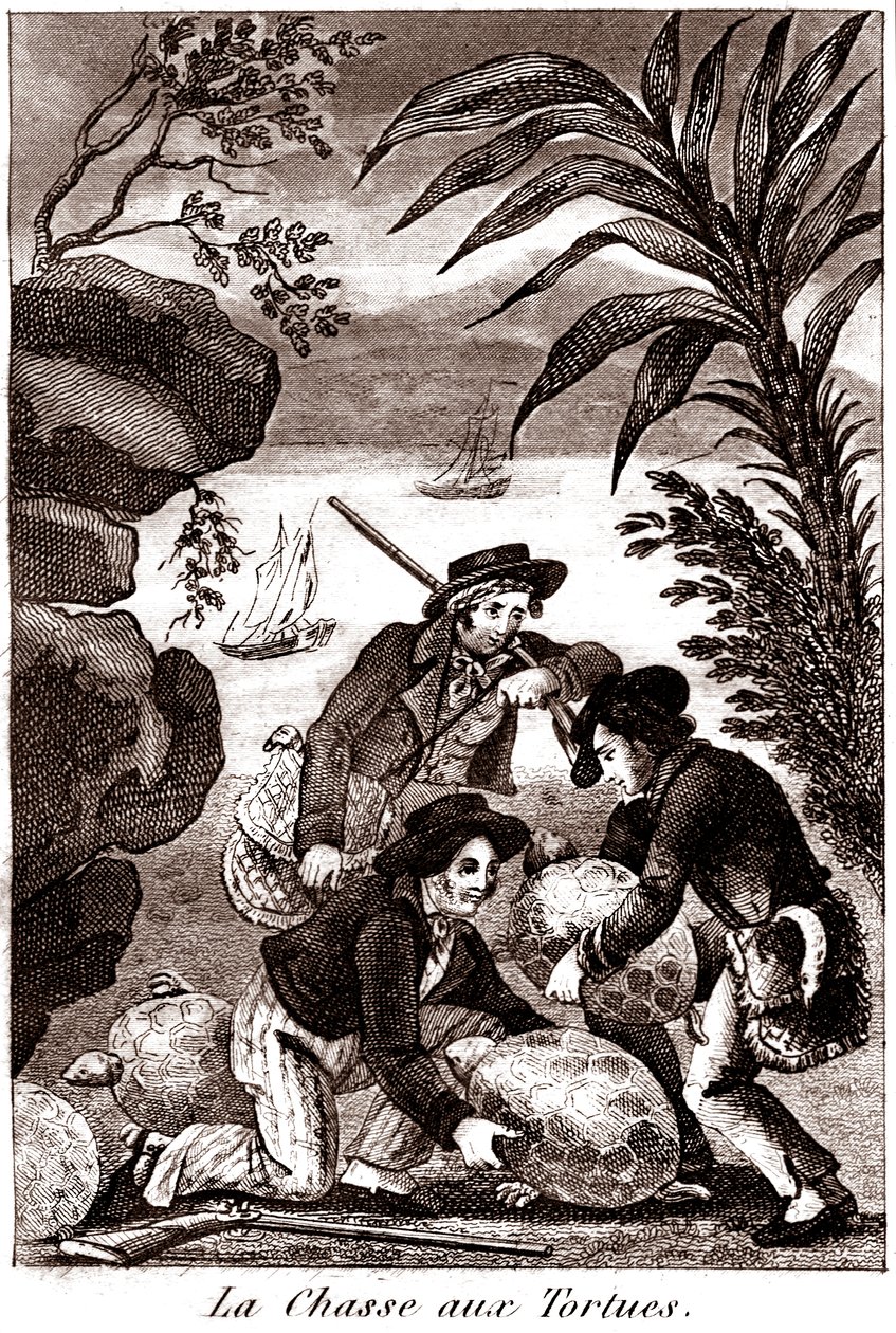 Turtle hunting by Unbekannter Künstler